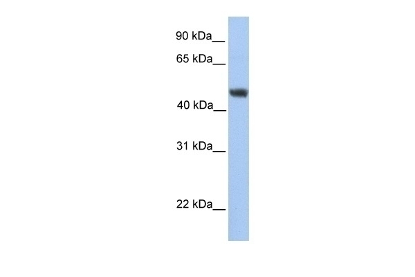 ALG2 Antibody