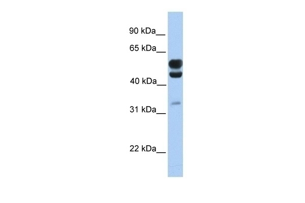 C3orf64 Antibody