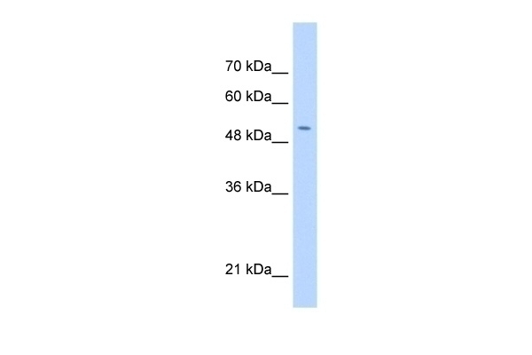 C11orf24 Antibody