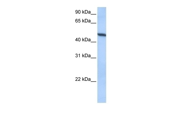 ADAM33 Antibody