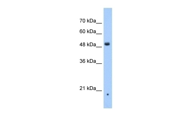 ZDHHC16 Antibody