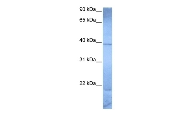 ZNF121 Antibody