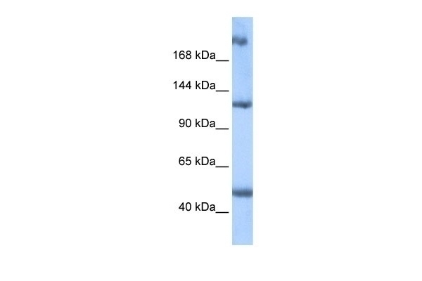 APC2 Antibody