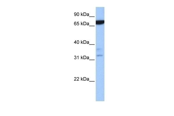 ZBTB46 Antibody