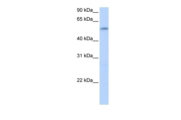 ZNF280A Antibody