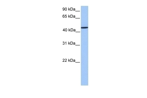 ZNF680 Antibody