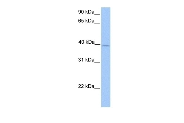 ZFP92 Antibody