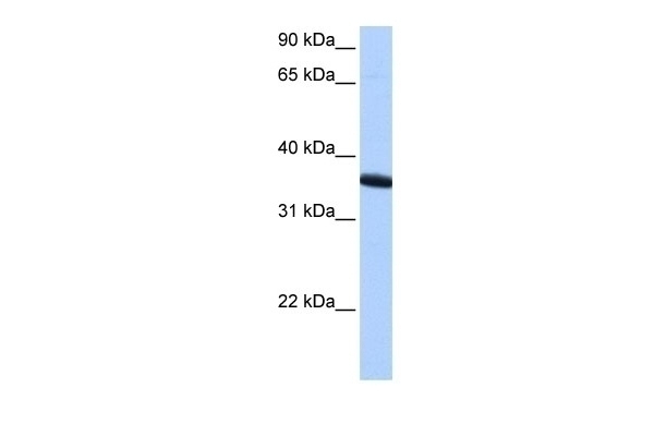 ZNF389 Antibody