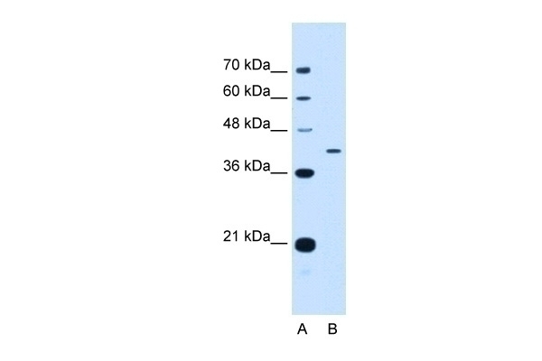 APOH Antibody