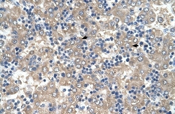 C3orf10 Antibody