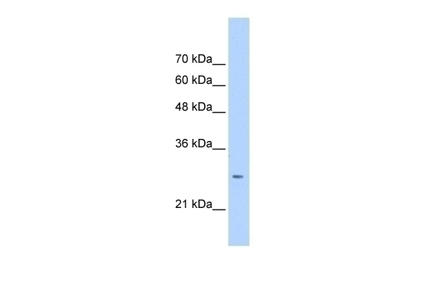 ASPH Antibody