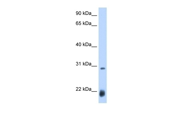 AC Antibody