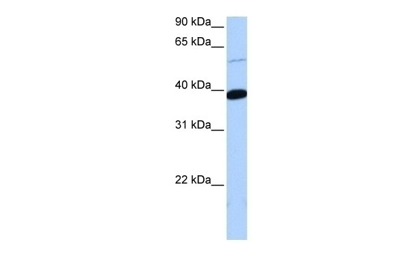 ZNF562 Antibody
