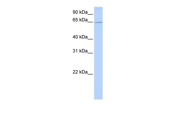 ZNF526 Antibody