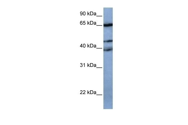 ZNF681 Antibody