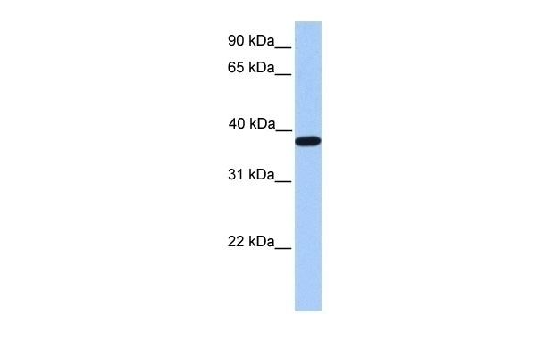 ACTRT2 Antibody