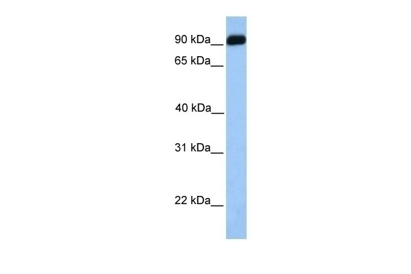 BMPER Antibody