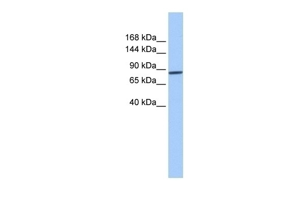 AP2B1 Antibody