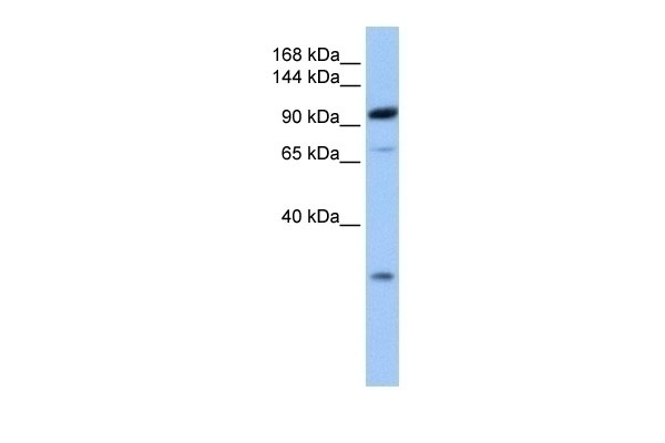 AP2B1 Antibody