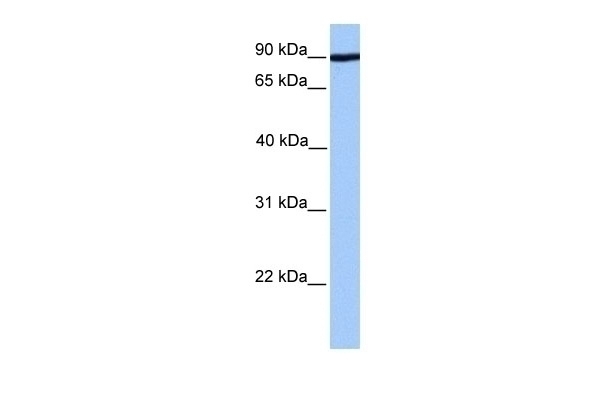 ADAM2 Antibody