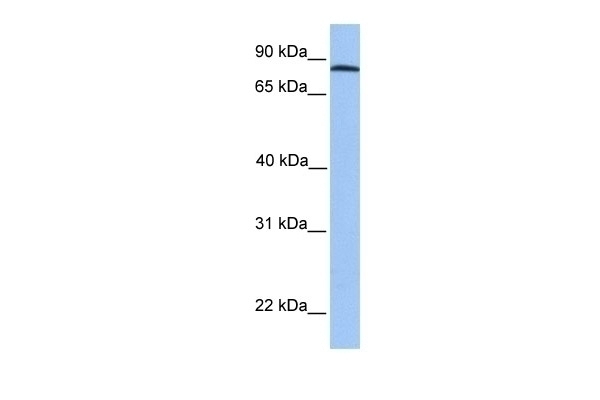 ADAM7 Antibody