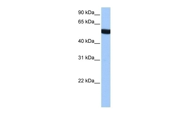 TUBA3C Antibody