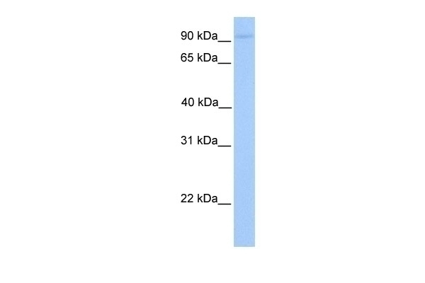 AGBL5 Antibody