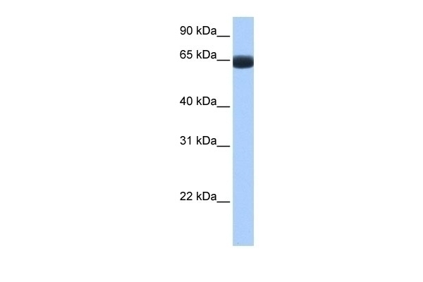 ARHGAP28 Antibody