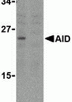 Western blot analysis of AID in Ramos whole cell lysate with AID antibody at 2 μg/mL in either the (A) absence or (B) presence of blocking peptide (3091P).