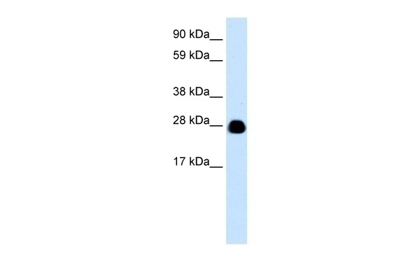 YWHAH Antibody