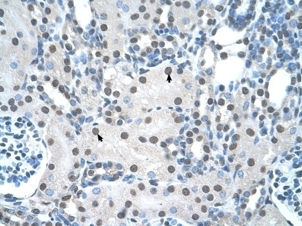 YWHAQ Antibody