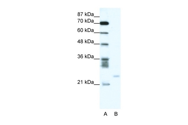 BCL2A1 Antibody