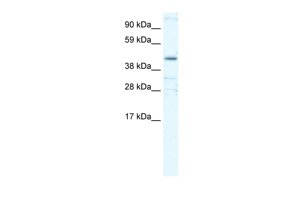 YY1 Antibody
