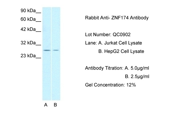 ZNF174 Antibody