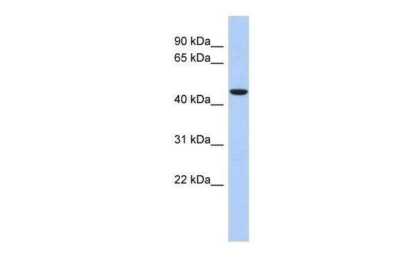 ZNF566 Antibody