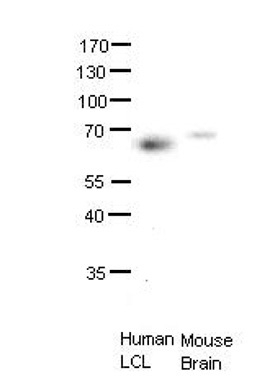 ETS2 Antibody