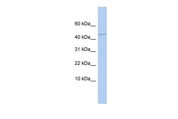 APOBEC3F Antibody
