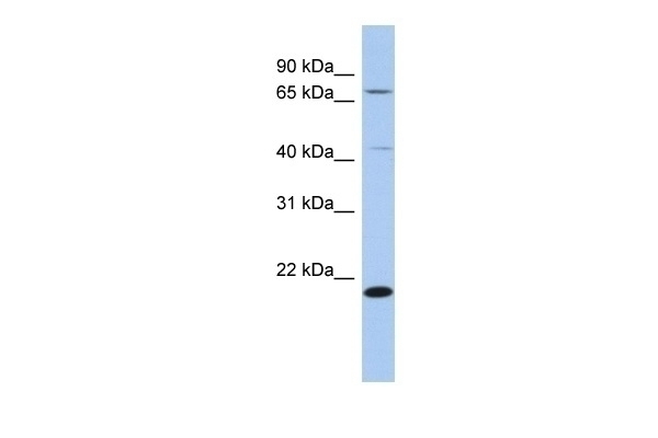 AMD1 Antibody