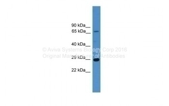 HMGB1 Antibody