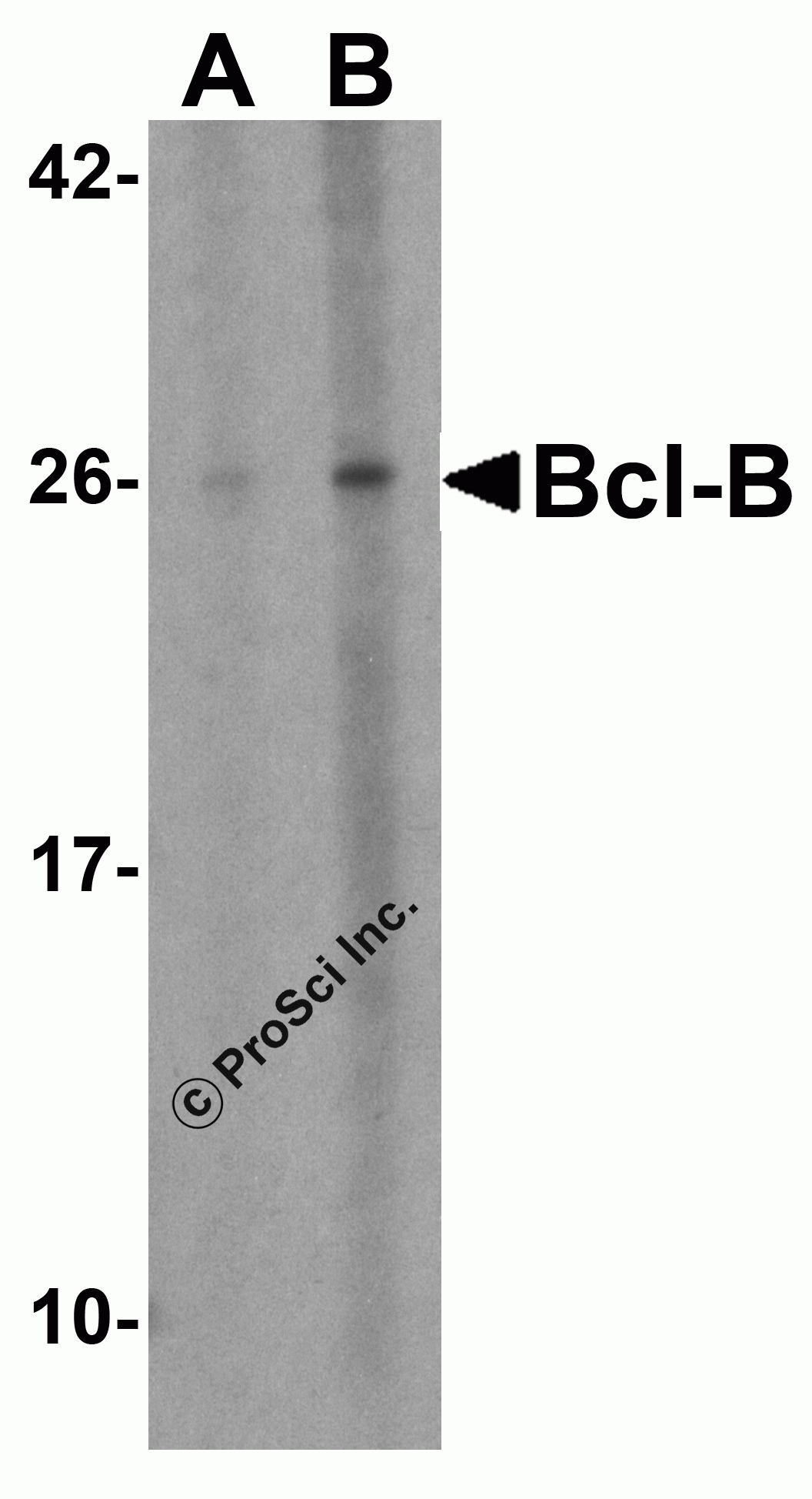 Bcl-B Peptide