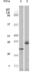 4E-BP1 Antibody [9E12D9]