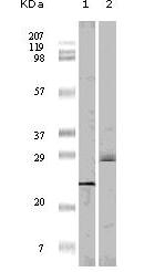 4E-BP1 Antibody [4B6G10]