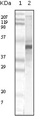 Apoa5(ab) Antibody [1G5G9(c)]
