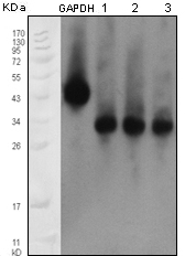 ApoM Antibody [8F12C6B8]