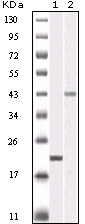 AURKB Antibody [13E8D3]