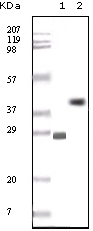 BCL10 Antibody [4F8E8H8]