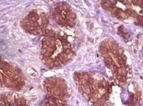 BLK Antibody [9D10D1]