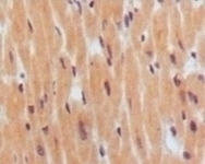 BNP1 Antibody [8D5B4C11]