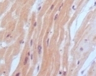 BNP2 Antibody [9H6B4]