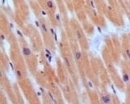 BNP3 Antibody [3A6F7C7]